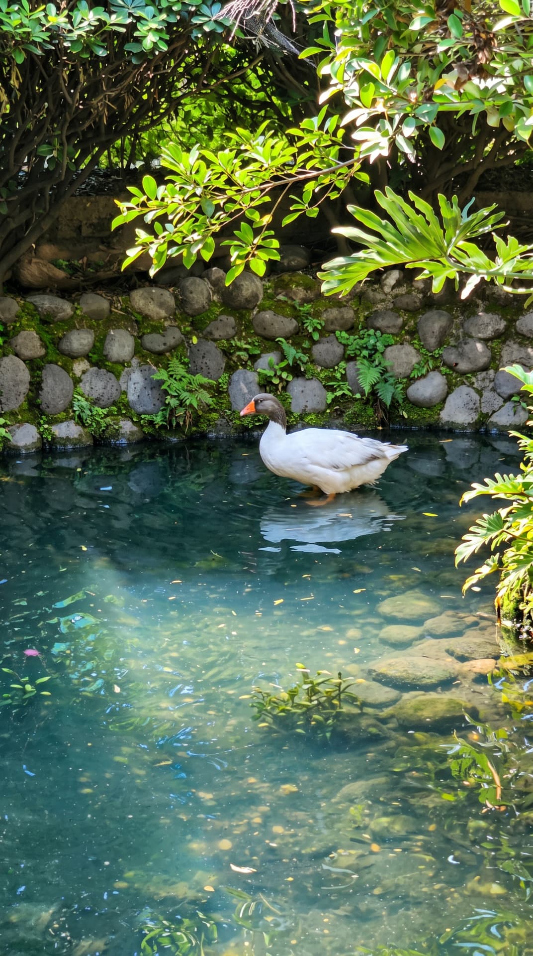 Pato en el estanque de la hacienda