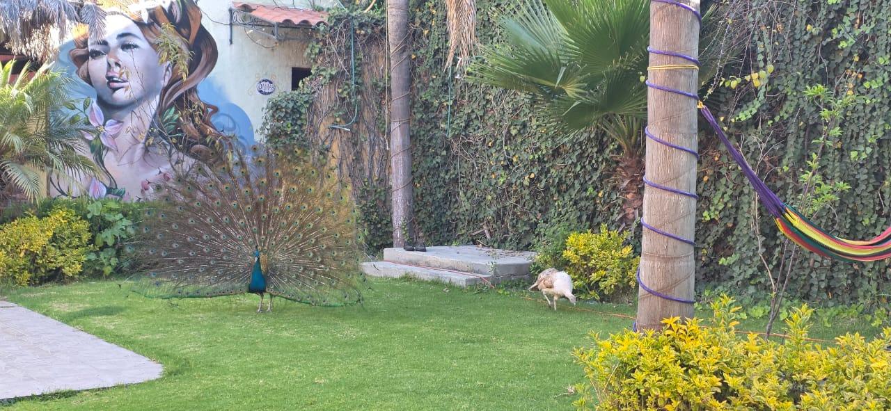 Jardines y murales