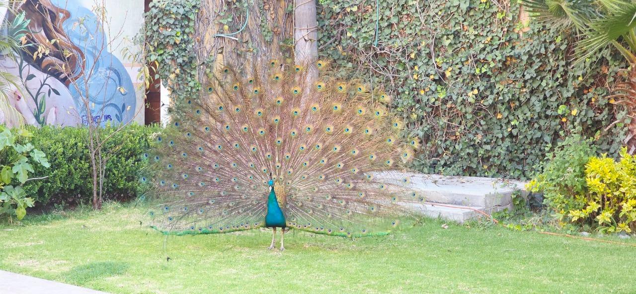 Pavorreal entre la vegetación