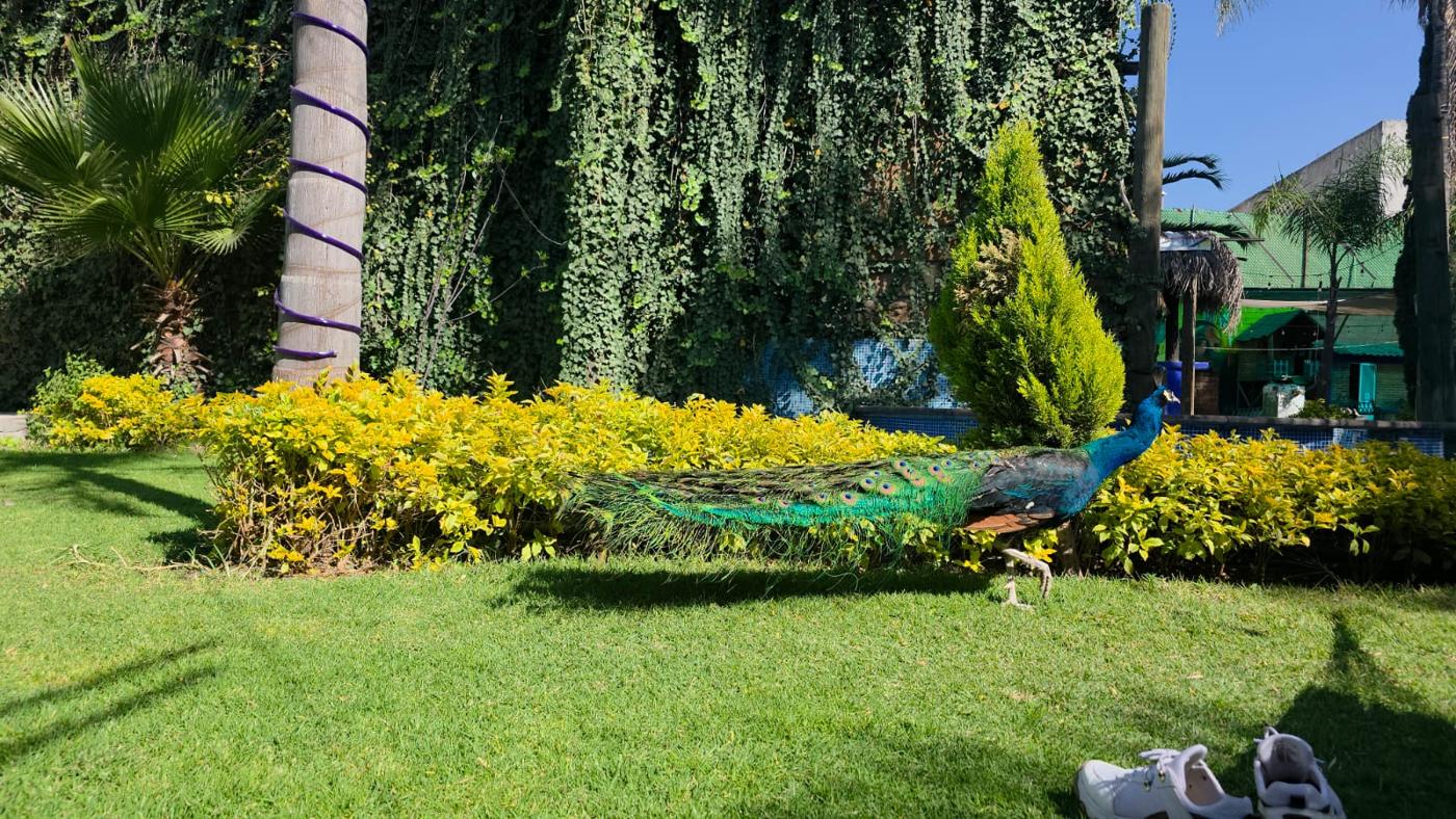 Pavorreal en nuestros jardines