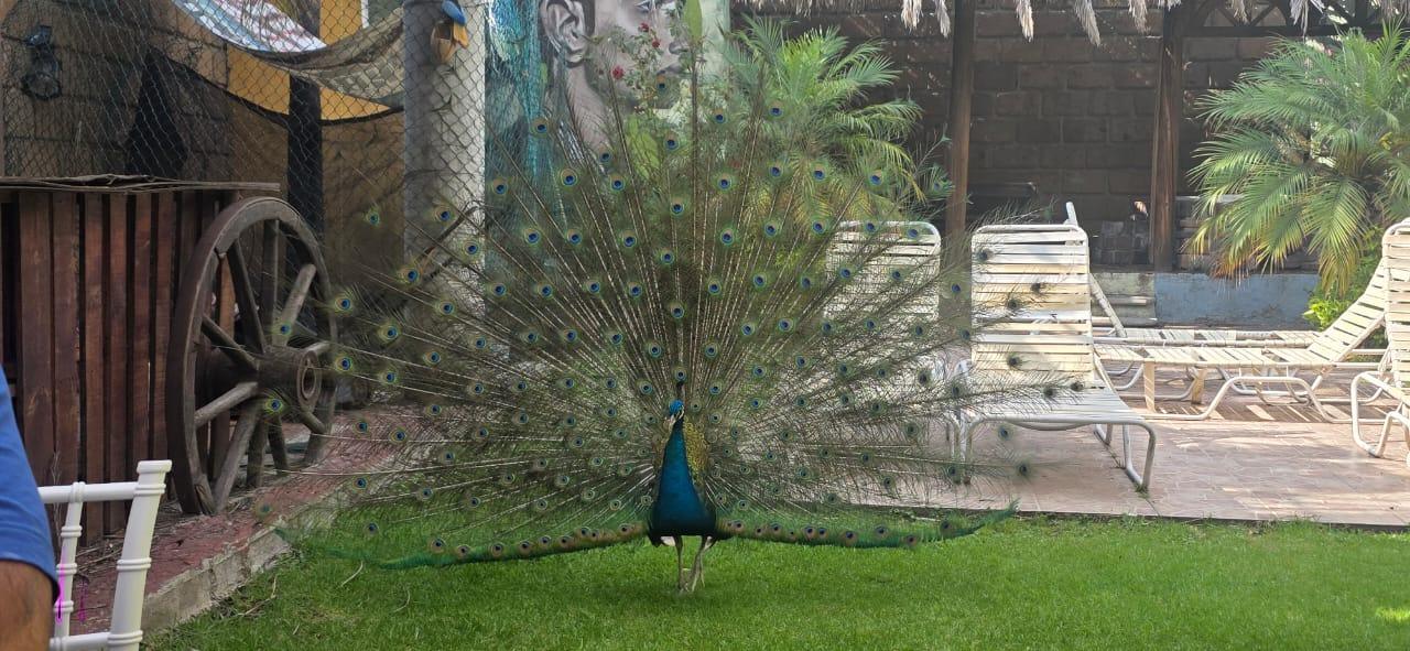 Pavorreal en la terraza
