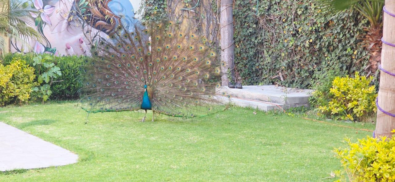 Jardines luminosos con pavorreales y murales de la hacienda
